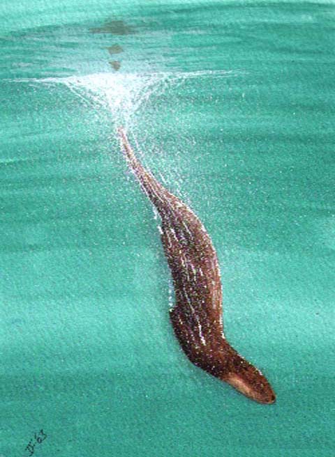 Diving_Otter