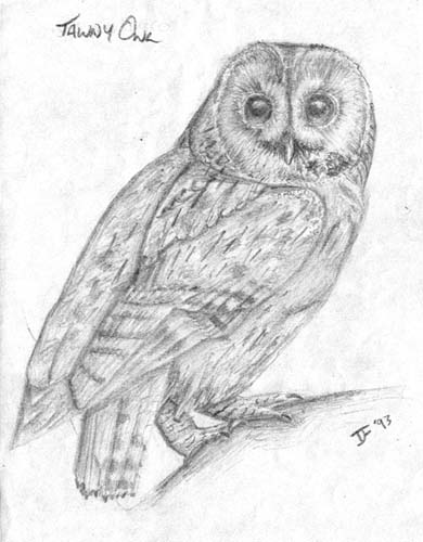 Tawny_Owl